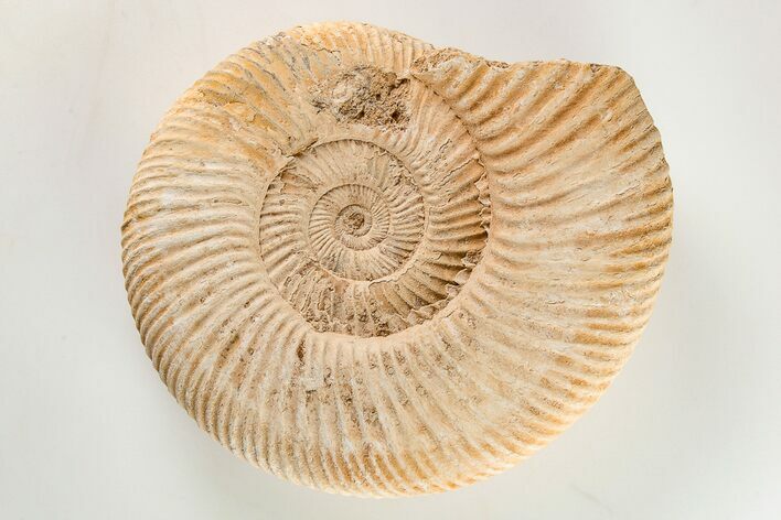 Jurassic Ammonite (Perisphinctes) Fossil - Madagascar #203946